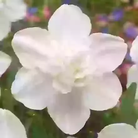 Snowball